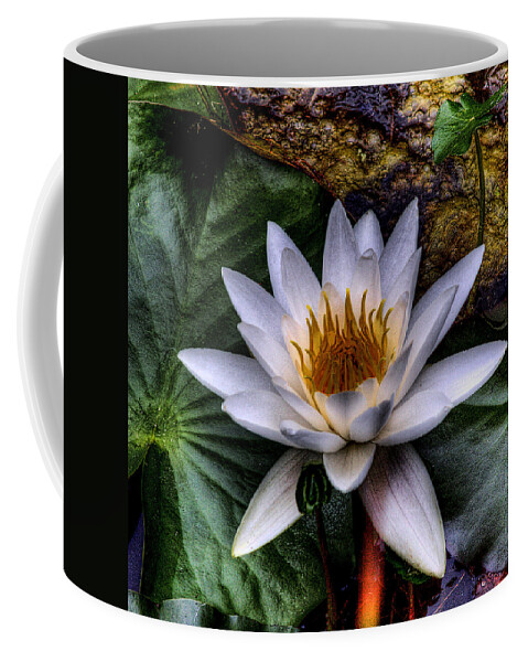 Water Lilly Coffee Mug featuring the photograph Water Lily by David Patterson