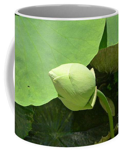 Flower Coffee Mug featuring the photograph Water lily green leaves by Nora Boghossian