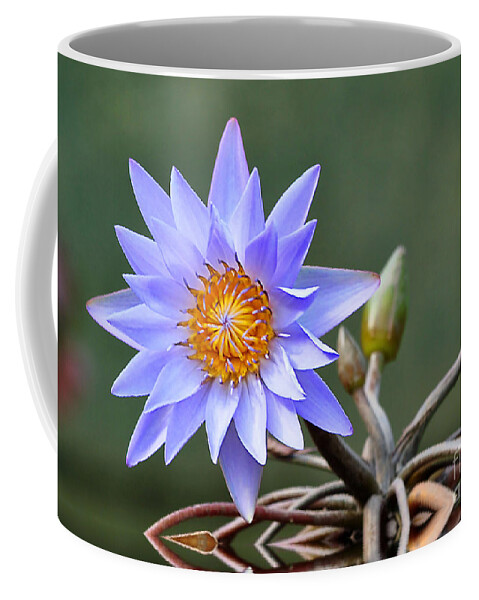 Flowers Coffee Mug featuring the photograph Water Lily Reflections by Kathy Baccari