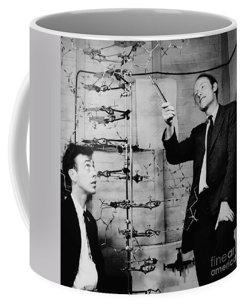 Watson Coffee Mug featuring the photograph Watson and Crick with DNA Model by A Barrington Brown