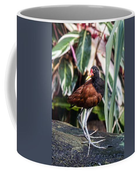 Granger Photography Coffee Mug featuring the photograph Wattled Jacana by Brad Granger