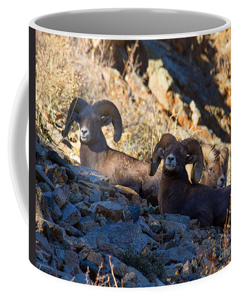 Bighorn Sheep Coffee Mug featuring the photograph We Three Kings by Jim Garrison