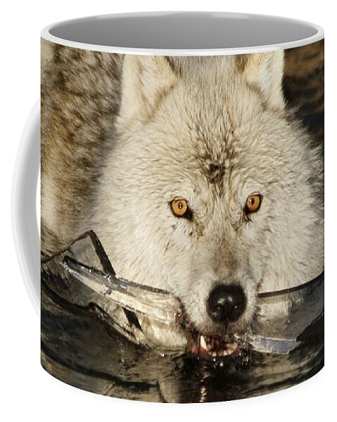 Arctic Wolf Coffee Mug featuring the photograph Weapon for a cold war by Heather King