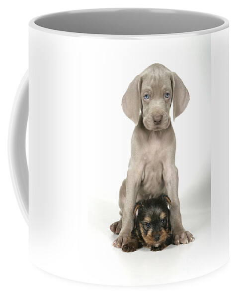 Dog Coffee Mug featuring the photograph Weimaraner And Yorkie Puppies by John Daniels