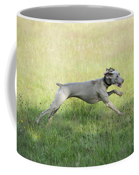 Weimaraner Coffee Mug featuring the photograph Weimaraner Dog Running by John Daniels