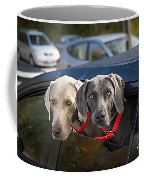 Dogs Coffee Mug featuring the photograph Weimaraner dogs in car by Elena Elisseeva