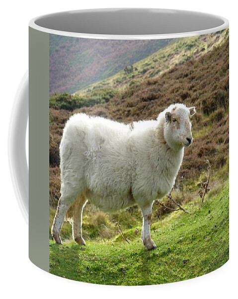 Rural Scene Coffee Mug featuring the photograph Welsh Mountain Sheep by Gill Billington