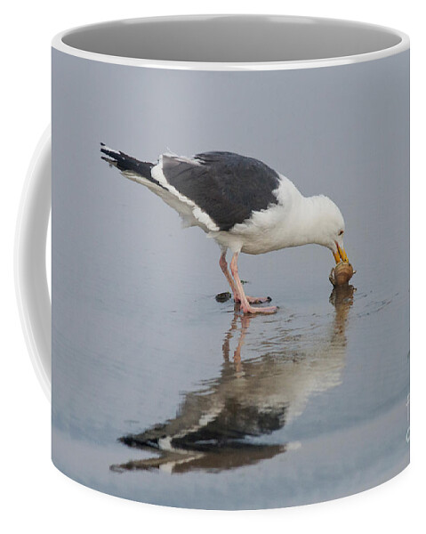 Western Gull Coffee Mug featuring the photograph Western Gull Eats Clam by Anthony Mercieca