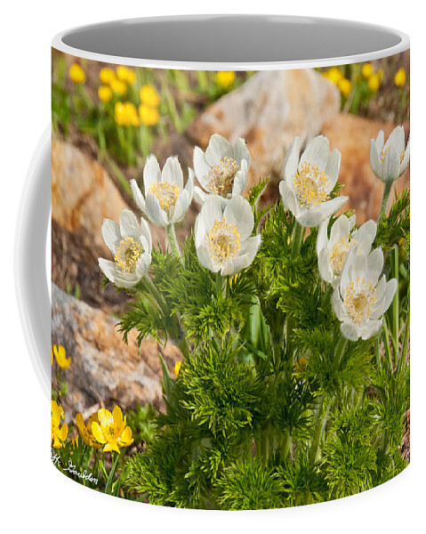 Beauty In Nature Coffee Mug featuring the photograph Western Pasqueflower and Buttercups Blooming in a Meadow by Jeff Goulden