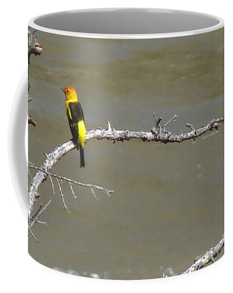Birds Coffee Mug featuring the photograph Western Tanager Profile by Carl Moore