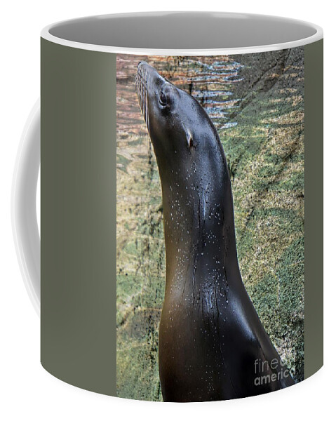 Sea Lion Coffee Mug featuring the photograph Wet Seal by Lilliana Mendez