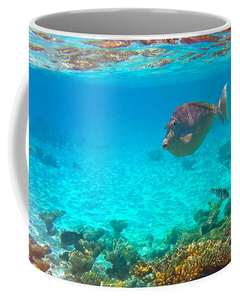 Fish Coffee Mug featuring the photograph What are you looking at by Corinne Rhode