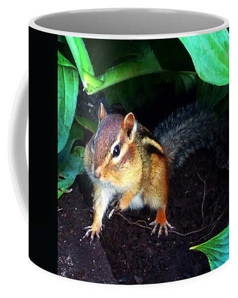 Squirrel Coffee Mug featuring the photograph What Are You Looking At by Sharon Duguay