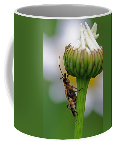 Insects Coffee Mug featuring the photograph What's up there by Jennifer Robin
