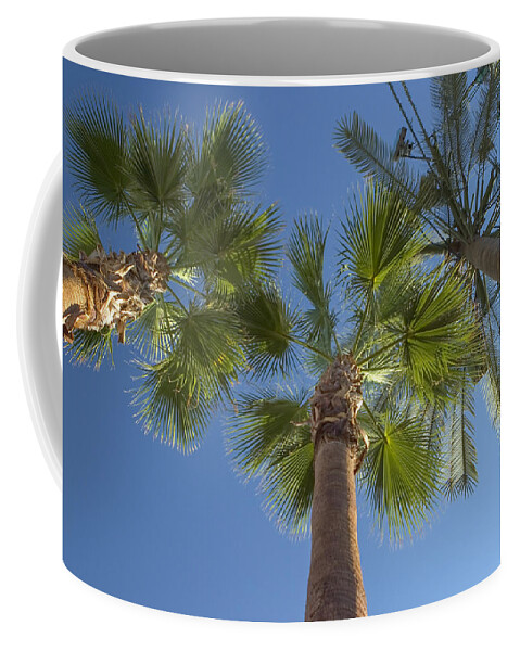 Palm Trees Coffee Mug featuring the photograph Which one doesnt belong 2 by Scott Campbell