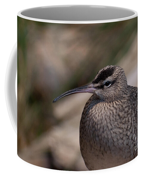 Whimbrel Coffee Mug featuring the photograph Whimbrel by Bianca Nadeau