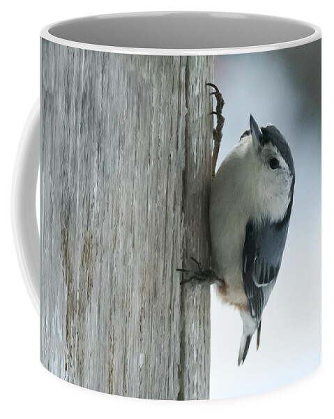 Bird Coffee Mug featuring the photograph White-Breasted Nuthatch by Holden The Moment