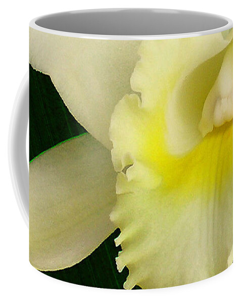 Hawaii Iphone Cases Coffee Mug featuring the photograph White Cattleya Orchid by James Temple