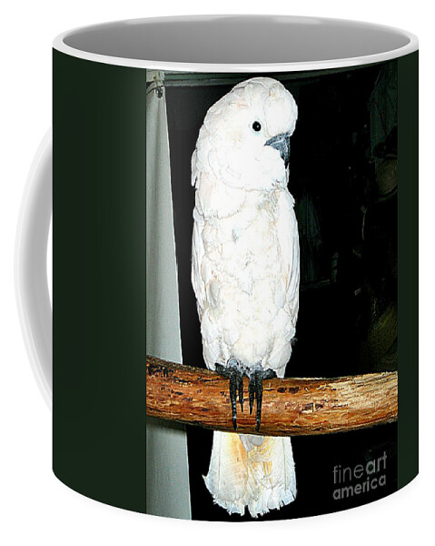 Birds Coffee Mug featuring the photograph White Cockatiel-loreto Mx. by Jay Milo