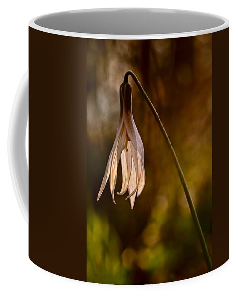2012 Coffee Mug featuring the photograph White Dogtooth Violet by Robert Charity