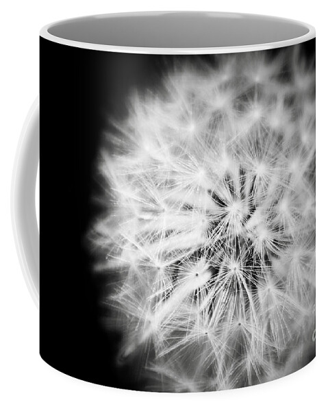 White Fluffy Dandelion Flower Black And White Nature Fine Art Photography Coffee Mug featuring the photograph White Fluffy Dandelion by Jerry Cowart