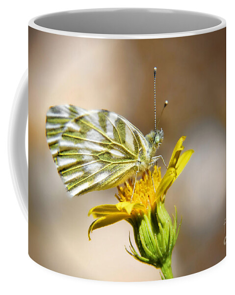 White Coffee Mug featuring the photograph White Green Veined Butterfly by Kasia Bitner