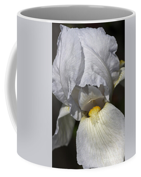 Iridaceae Coffee Mug featuring the photograph White Iris by Joy Watson