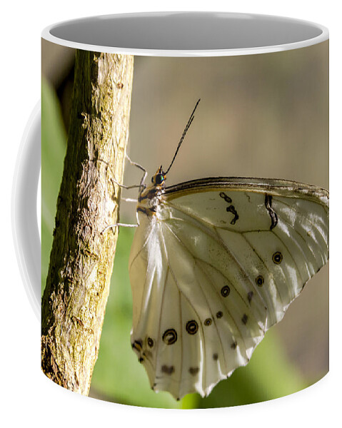 Animal Coffee Mug featuring the photograph White Morpho Butterfly by Teri Virbickis