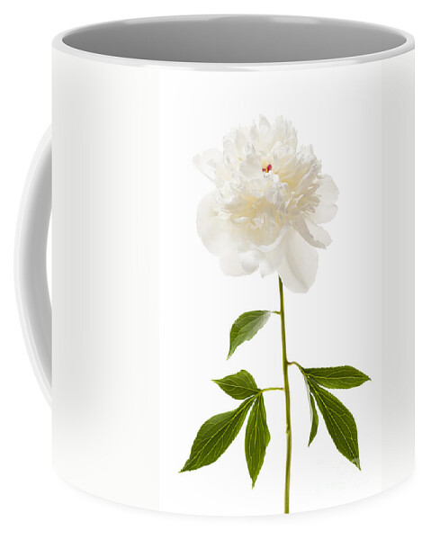 Peony Coffee Mug featuring the photograph White peony flower on white by Elena Elisseeva