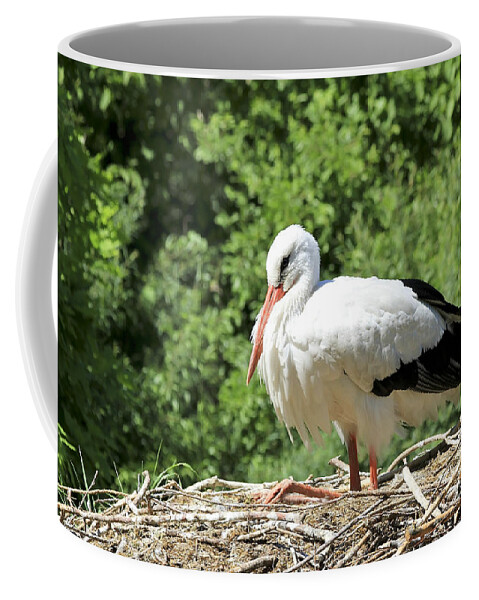 Bird Coffee Mug featuring the photograph White Stork by Teresa Zieba