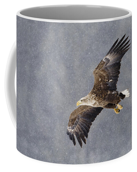 Flpa Coffee Mug featuring the photograph White-tailed Eagle In Flight Hokkaido by Dickie Duckett