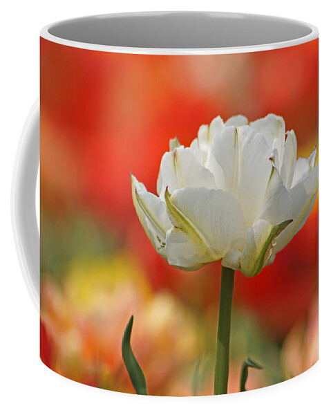 Tulip Coffee Mug featuring the photograph White Tulip Weisse gefuellte Tulpe by Eva-Maria Di Bella
