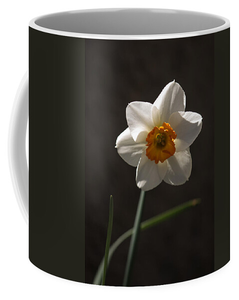 Flower Coffee Mug featuring the photograph White Yellow Daffodil by Robert Mitchell