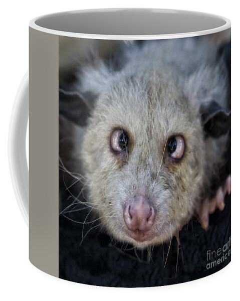 Possum Coffee Mug featuring the photograph Who You Lookin At by Timothy Hacker