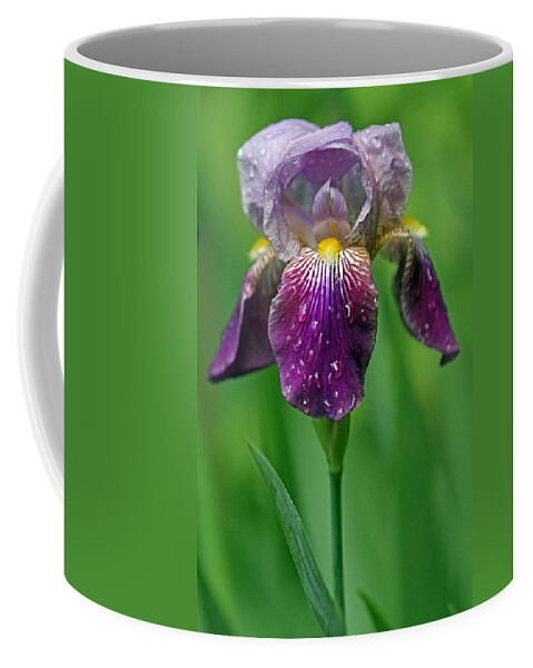 Purple Coffee Mug featuring the photograph Why does it always rain on me? by Juergen Roth