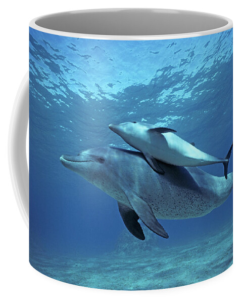 Horizontal Coffee Mug featuring the photograph Wild Bottlenose Dolphins Mother & Calf by Jeff Rotman