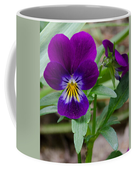Pansy Coffee Mug featuring the photograph Wild Pansy in Purple by Beth Venner