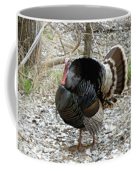 Animal Coffee Mug featuring the photograph Wild Turkey Mnt Zion UT by Margarethe Binkley