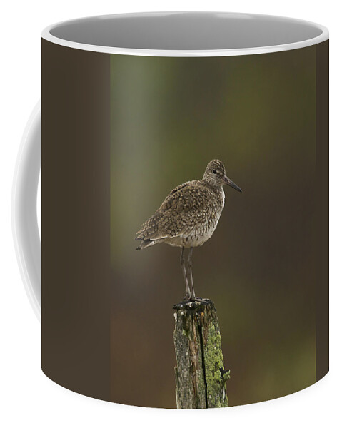 Wildlife Photography Coffee Mug featuring the photograph Willet on a Post by John Vose