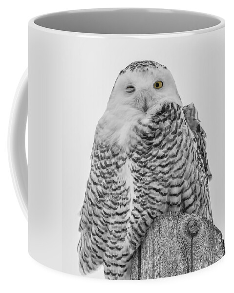 Snowy Owl (bubo Scandiacus) Coffee Mug featuring the photograph Winking Snowy Owl Black and White by Thomas Young