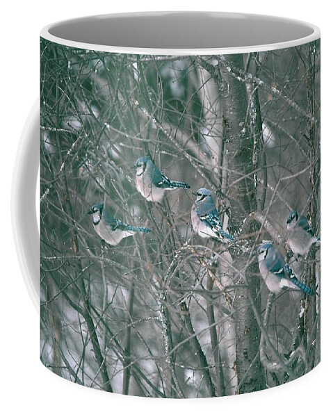 Blue Jay Coffee Mug featuring the photograph Winter Conference by David Porteus