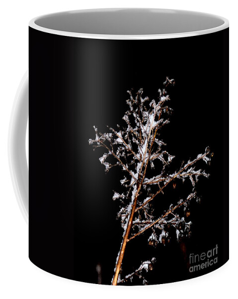 Winter Crepe Myrtle Coffee Mug featuring the photograph Winter Crepe Myrtle by Maria Urso