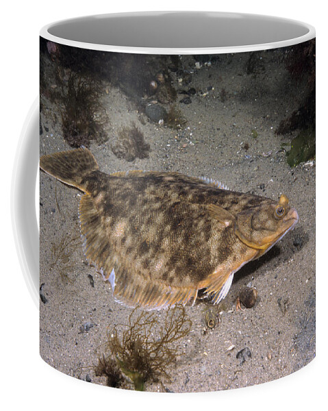 Winter Flounder Coffee Mug featuring the photograph Winter Flounder by Andrew J. Martinez
