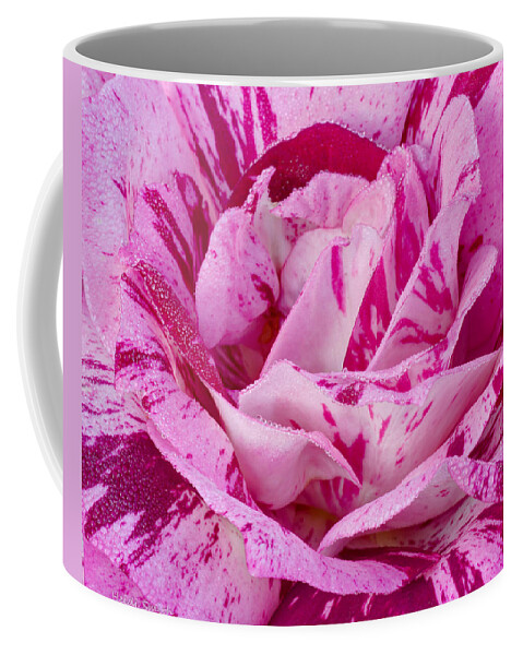 Purple Coffee Mug featuring the photograph Winter Rose by Heidi Smith