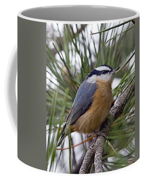 Red Breasted Nuthatch Coffee Mug featuring the photograph Winter Visitor - Red Breasted Nuthatch by John Vose
