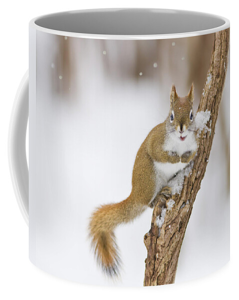 Animal Coffee Mug featuring the photograph Winter's Here by Mircea Costina Photography