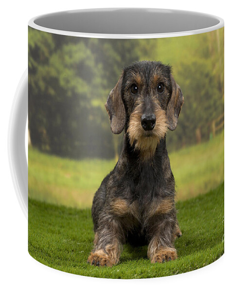 Dachshund Coffee Mug featuring the photograph Wirehaired Dachshund by Jean-Michel Labat