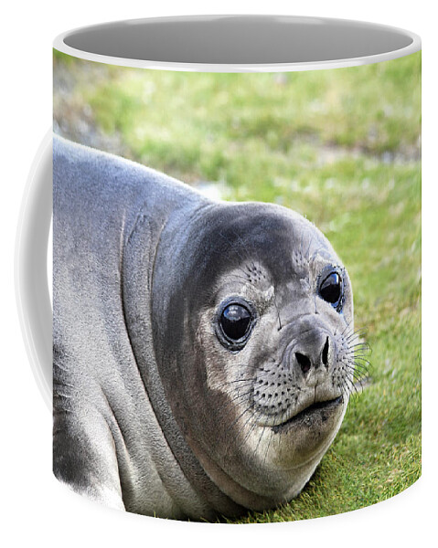 Southern Elephant Seal Coffee Mug featuring the photograph Woeful Weaner by Ginny Barklow