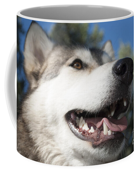 Amber Eyes Coffee Mug featuring the photograph Wolf by Juli Scalzi