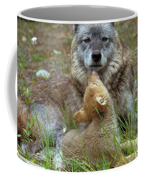 Wolf Coffee Mug featuring the photograph Wolf Mother And Pups by Art Wolfe